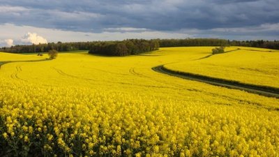 研究指出油菜有望成为一种更能耐受全球气候变暖的作物