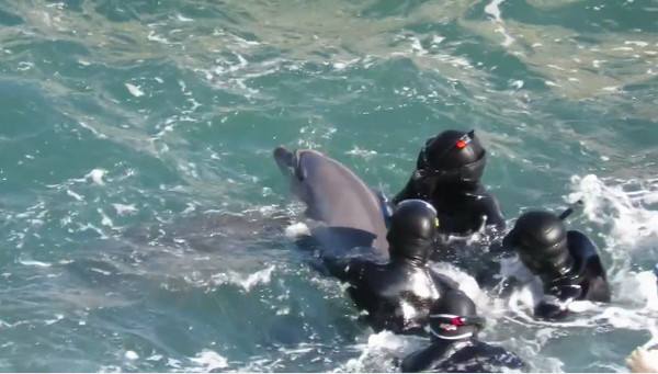 加州湾鼠海豚迟到的抢救 不像大熊猫般好运